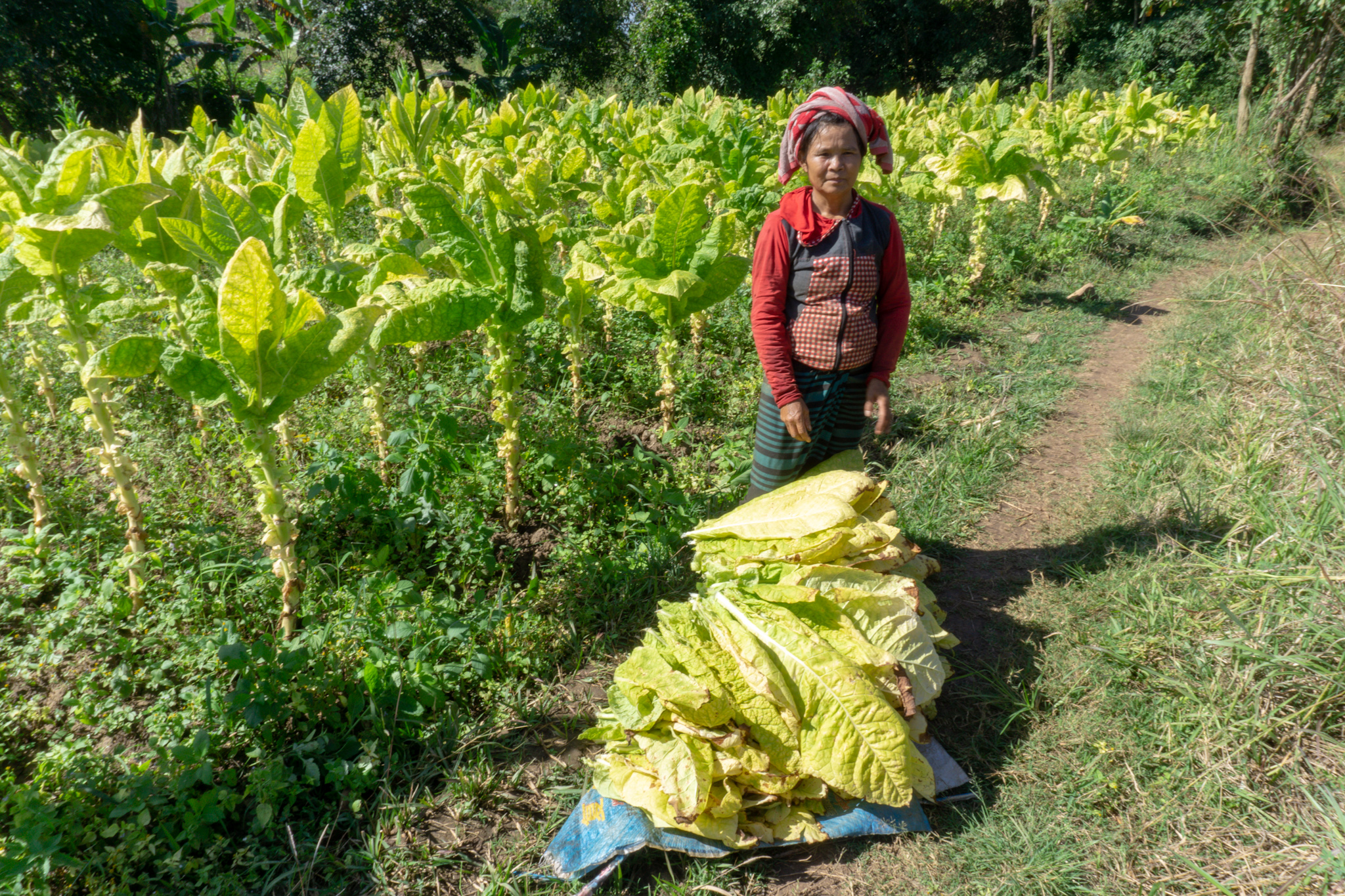 Frau bei der Ernte in Myanmar