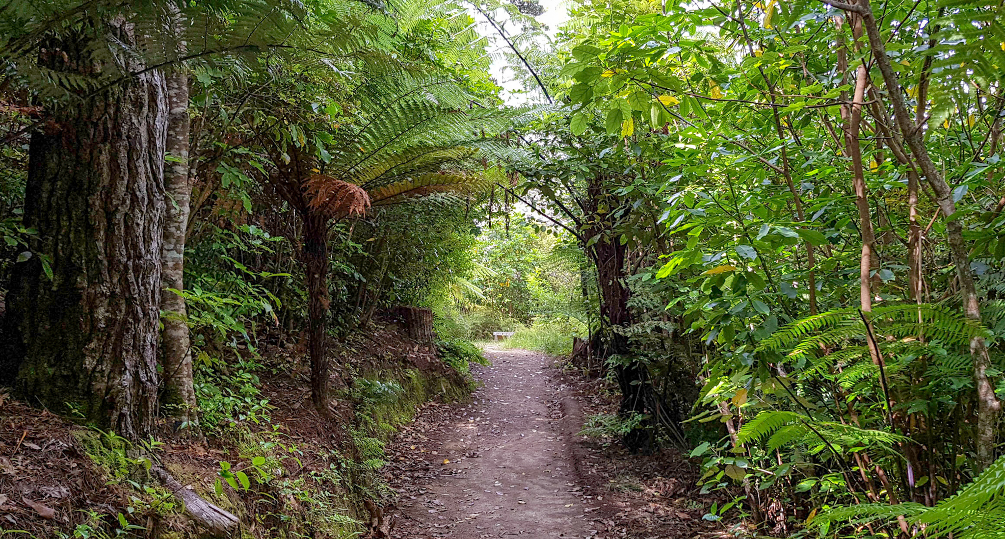 Wanderwege im Zealandia Naturschutzreservoir