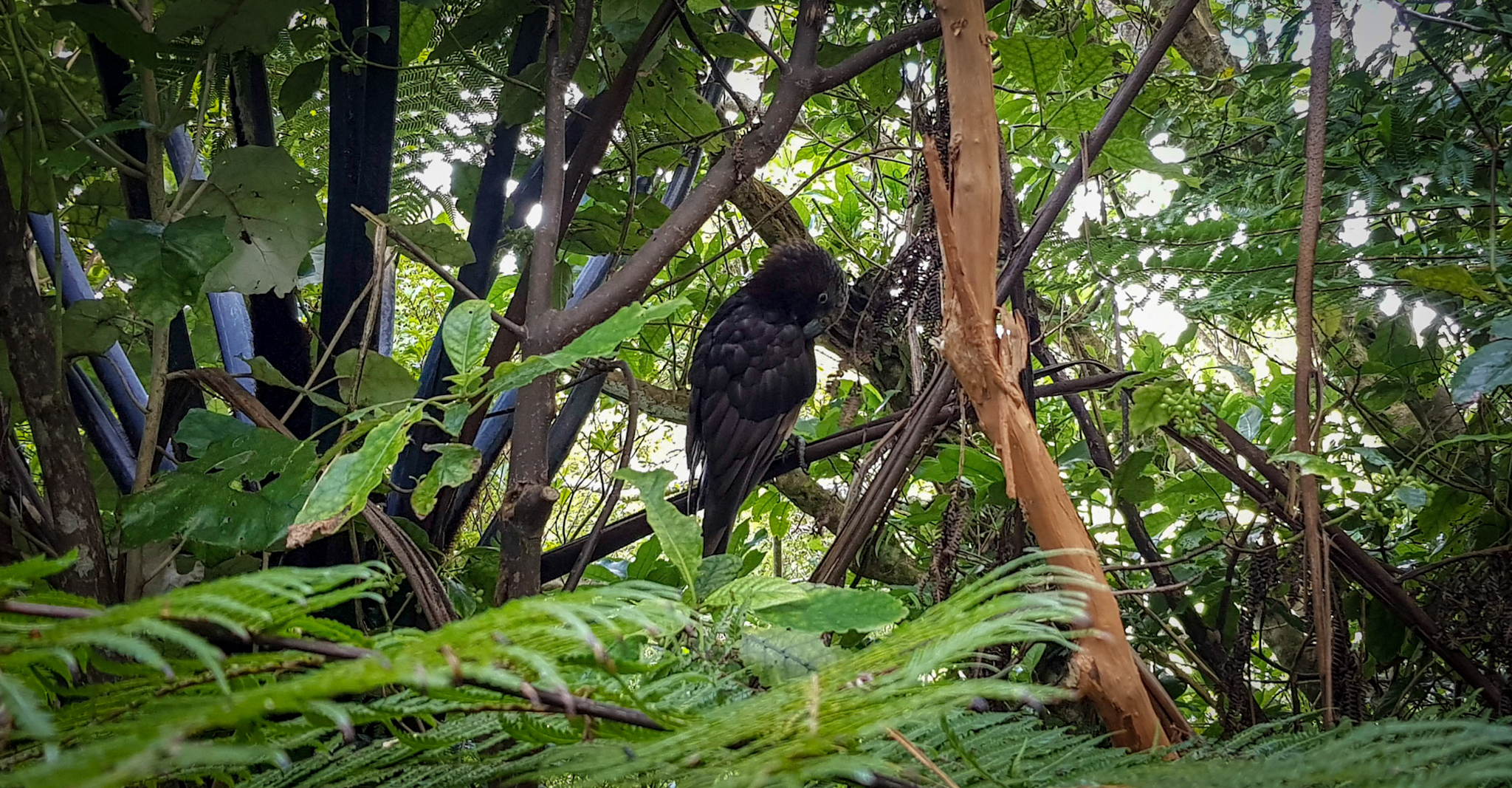 Vogel im Zealandia Naturschutzgebiet