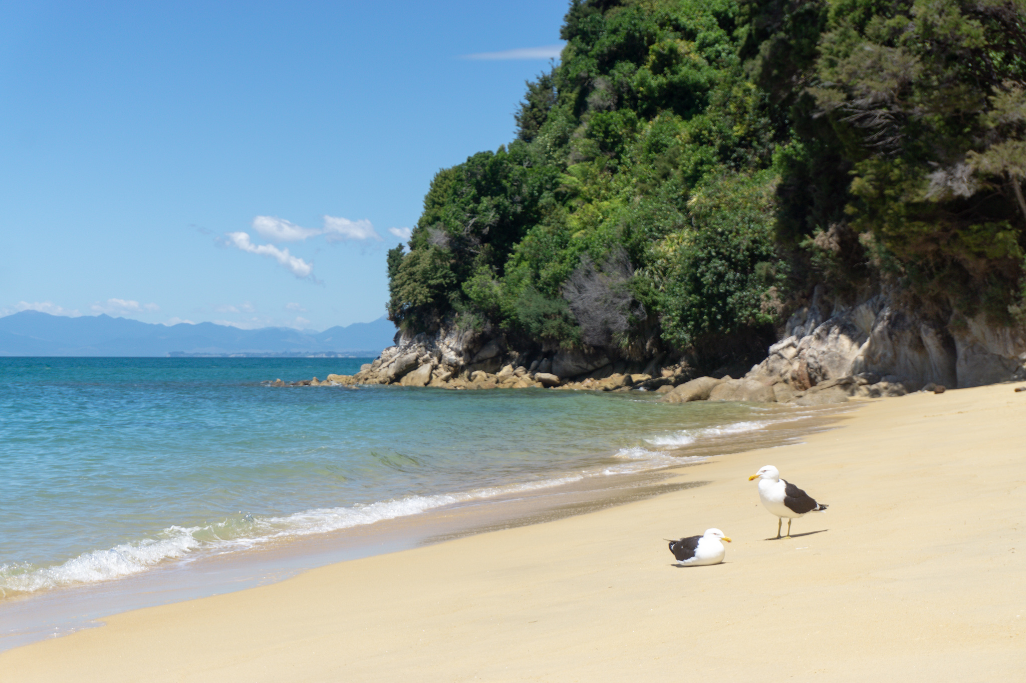 Abel Tasman Nationalpark - Möwen am Strand