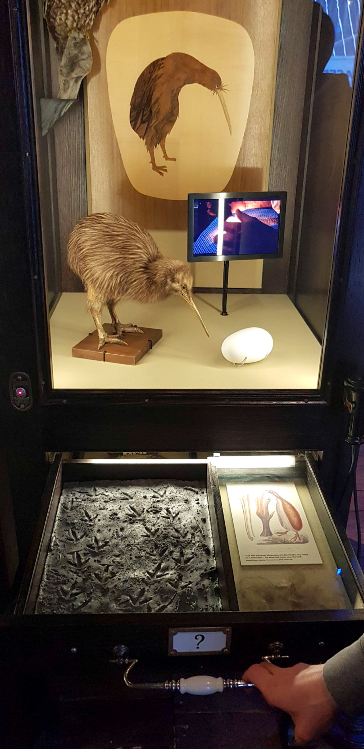 Wellington Museum - Kiwi